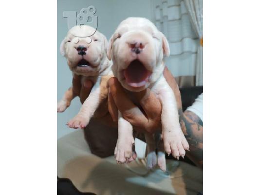 Dogo Argentino, κουτάβια